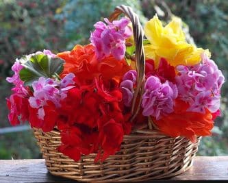 Regalar cesta de flores frescas
